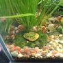 ramshorn snails Image 2