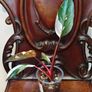 Philodendron Red Anderson Image 4