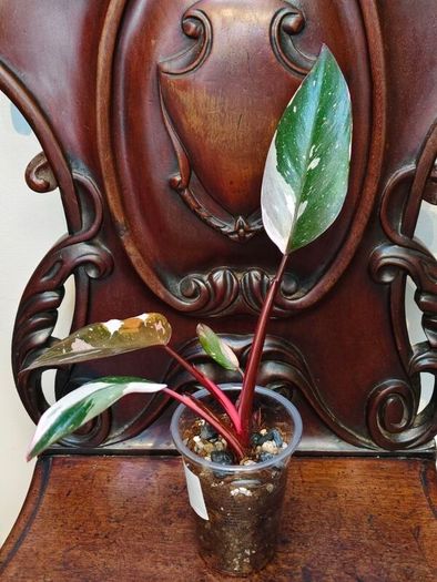 Philodendron Red Anderson