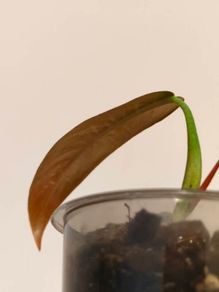 No.2 Philodendron Bi Colour baby