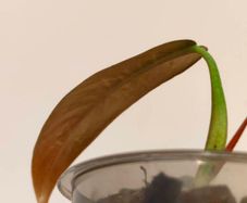 No.2 Philodendron Bi Colour baby