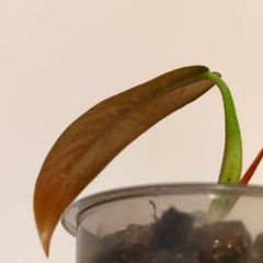 No.2 Philodendron Bi Colour baby