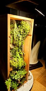 Moss Wall