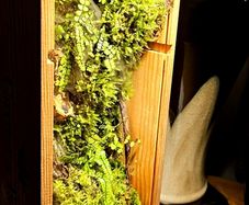 Moss Wall