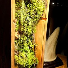 Moss Wall