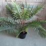 stunning large Artificial fern Image 6