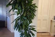 Dracaena Fragrans Burundii