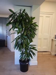 Dracaena Fragrans Burundii