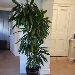 Dracaena Fragrans Burundii