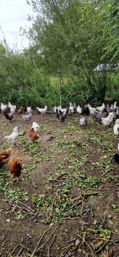 Hens, point of lay pullets