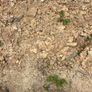 Soil Image 3