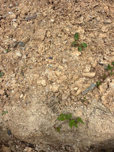 Soil