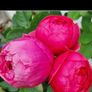 roses plants Image 3