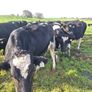 6 PBR Incalf heifers Pedigree Hol/Fr Image 3