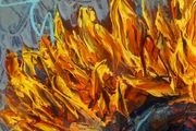 ArtH2O 2025 Sunflower Petals, Quadriptych
