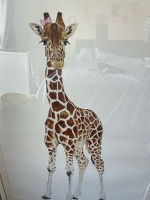 giraffe picture