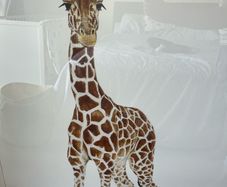 giraffe picture