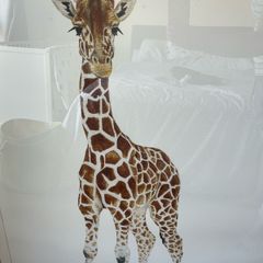 giraffe picture