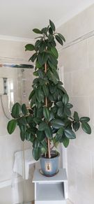 a lovely rubber plant