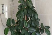a lovely rubber plant