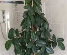 a lovely rubber plant
