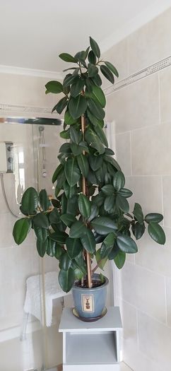 a lovely rubber plant