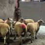 12 super charlois breeding ewe lambs Image 2