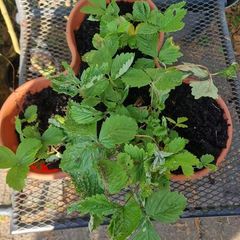 wild strawberries