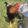 Rooster