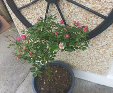 rose plant