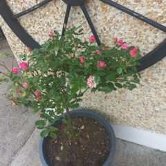 rose plant