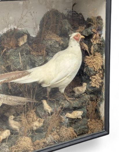 taxidermy pheasants and chicks