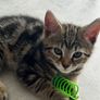 2 11 week old kittens Image 4