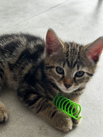 2 11 week old kittens