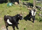 2 Pygmy bucks