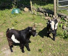 2 Pygmy bucks