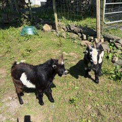 2 Pygmy bucks