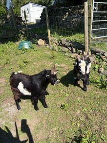 2 Pygmy bucks