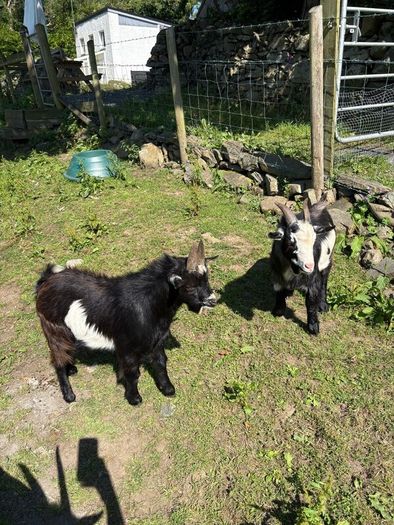 2 Pygmy bucks