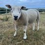 PBNR texel ram and ewe Image 3
