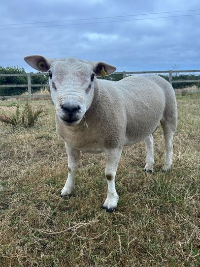 PBNR texel ram and ewe