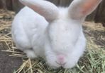 Rabbit