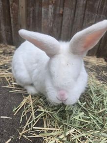 Rabbit