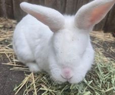 Rabbit