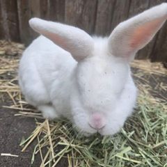 Rabbit
