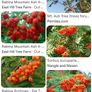 Rowan tree Image 2