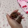 Syrian hamster Image 3