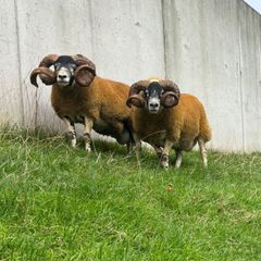 2 Lanark shearlings