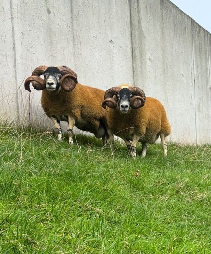 2 Lanark shearlings