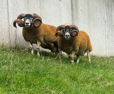 2 Lanark shearlings